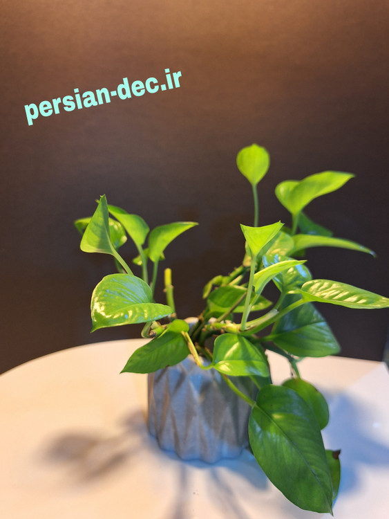 زیبا ، مقام و با کلاس