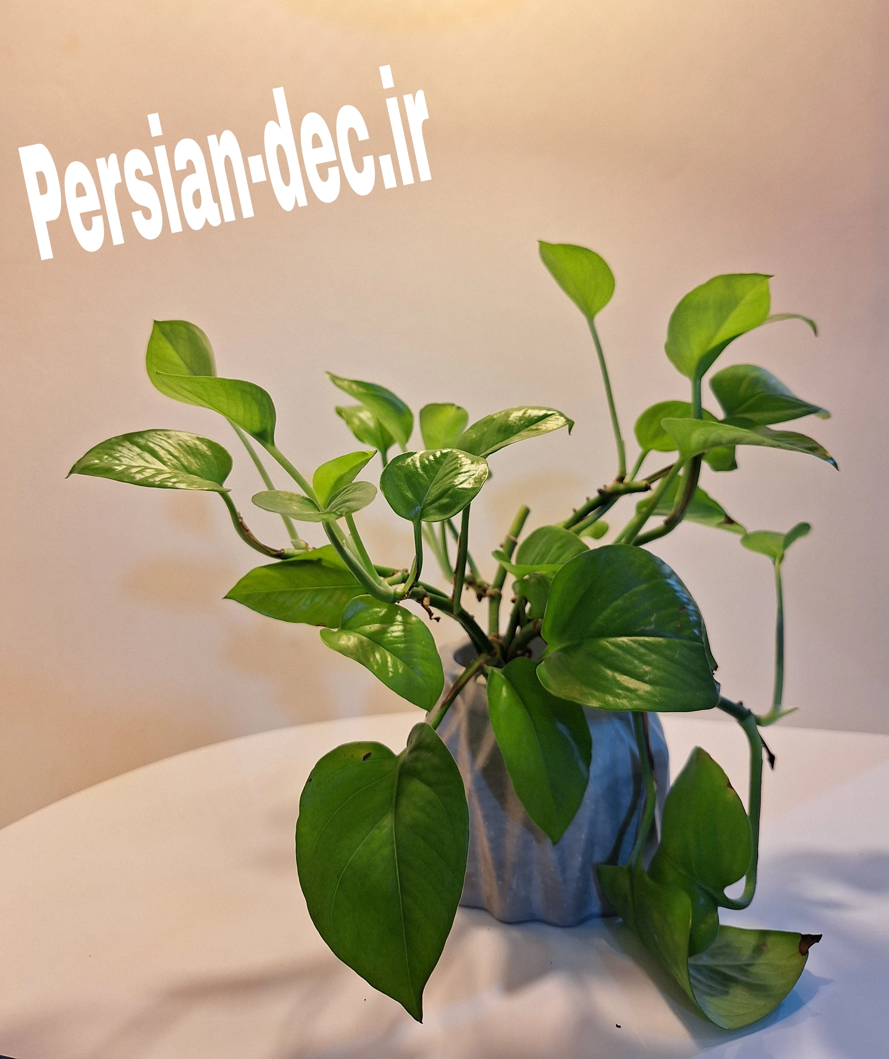 زیبا ، مقام و با کلاس